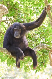 Schimpanse "Max" | Copyright R. Donovan