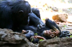 Schimpansen | Copyright David O'Bryan - National Geographic