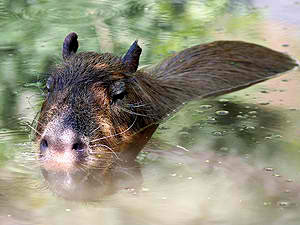 Capybara im Wasser