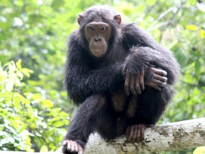 Schimpansen in freier Wildbahn