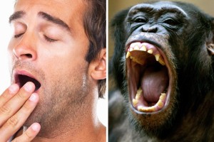 Mensch und Affe gähnen