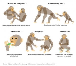 Schimpansen-Sprache entschlüsselt