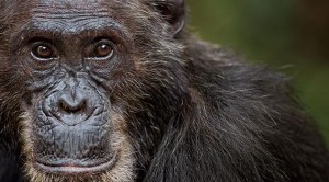 Schimpanse in Gombe