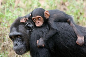Neue Studie schlägt Alarm: Großteil der Primaten vom Aussterben bedroht!