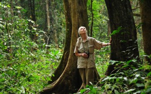 Jane Goodall in Gombe
