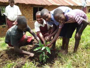 Bäume pflanzen in Uganda