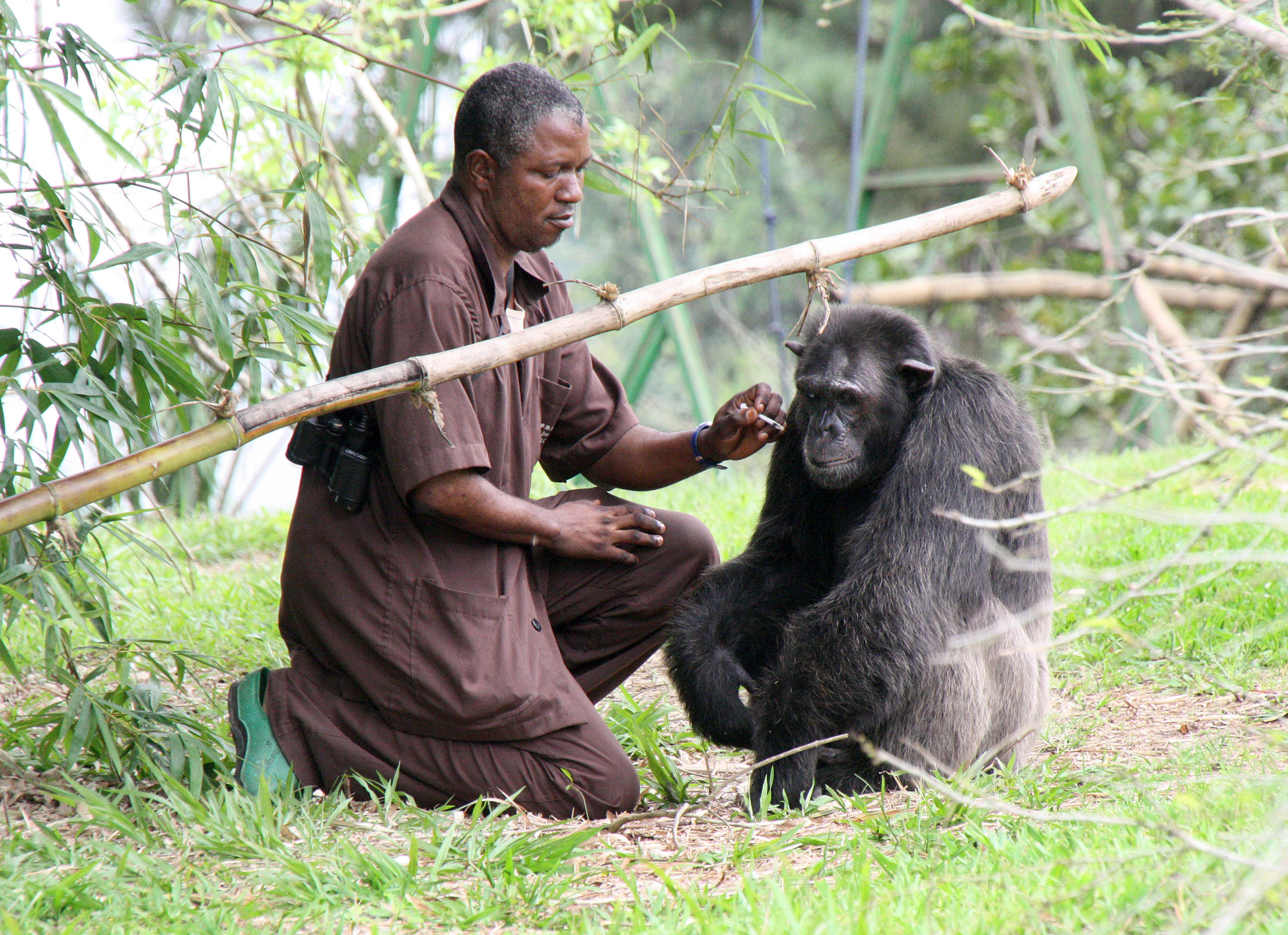 Ein Herz für alle Schimpansen: Jean Mabotot mit einem weiteren Schützling namens Jorly.