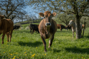 Kühe auf einem Bauernhof in der Schweiz, im Rahmen des TransFARMation-Projekts | Quelle: Sabina Diethelm / We Animals Media