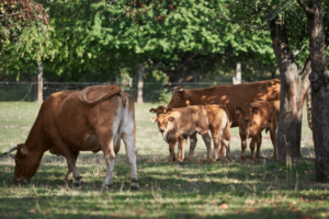Kühe mit Kälbern auf der Weide eines Bio-BauernhofsQuelle: zur Verfügung gestellt vom Jane Goodall Institute Global