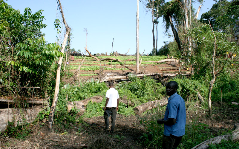 Aufforstungsprojekt des Jane Goodall Institutes in Hoima