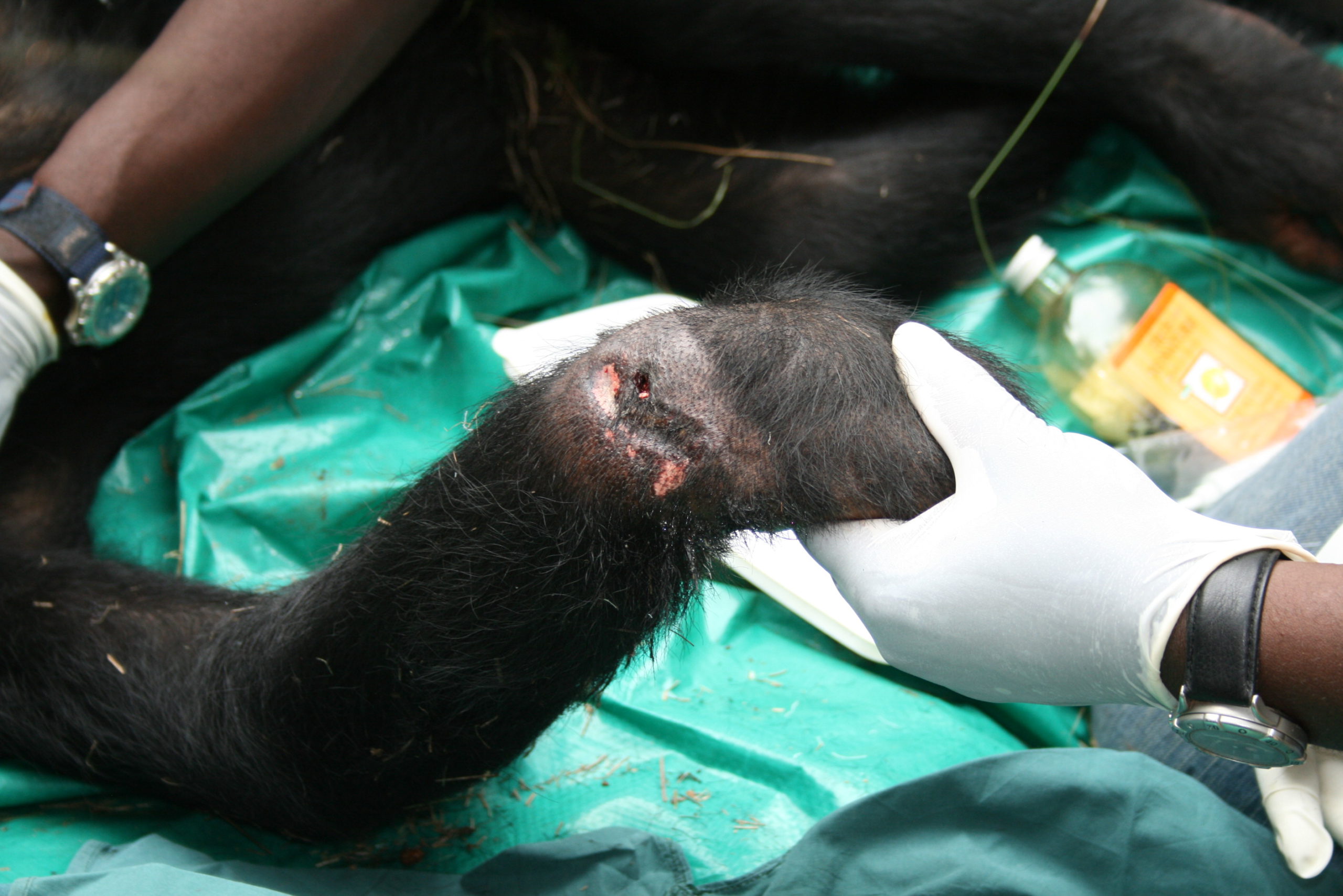 20090120 Verletzte Hand, Bulindi 2,JGI-Uganda