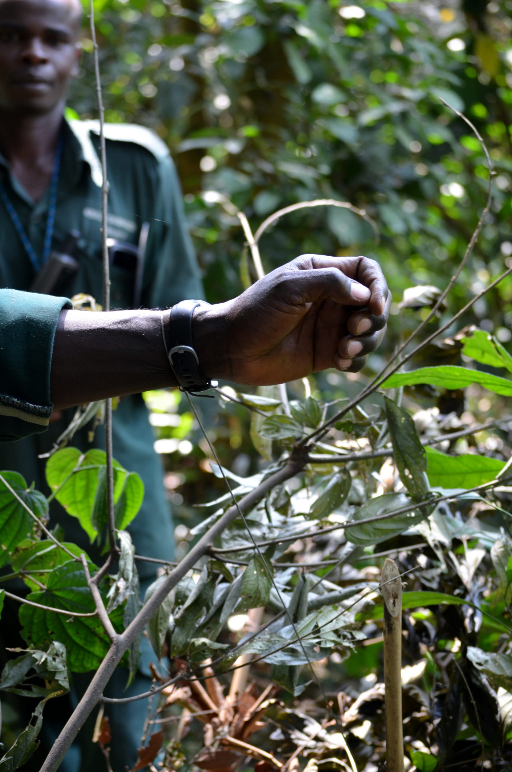 Schlingfalle / Kibale Snare Removal Projects / Kibale Forest NP / Feb.2016 / (c)DorisSchreyvogel