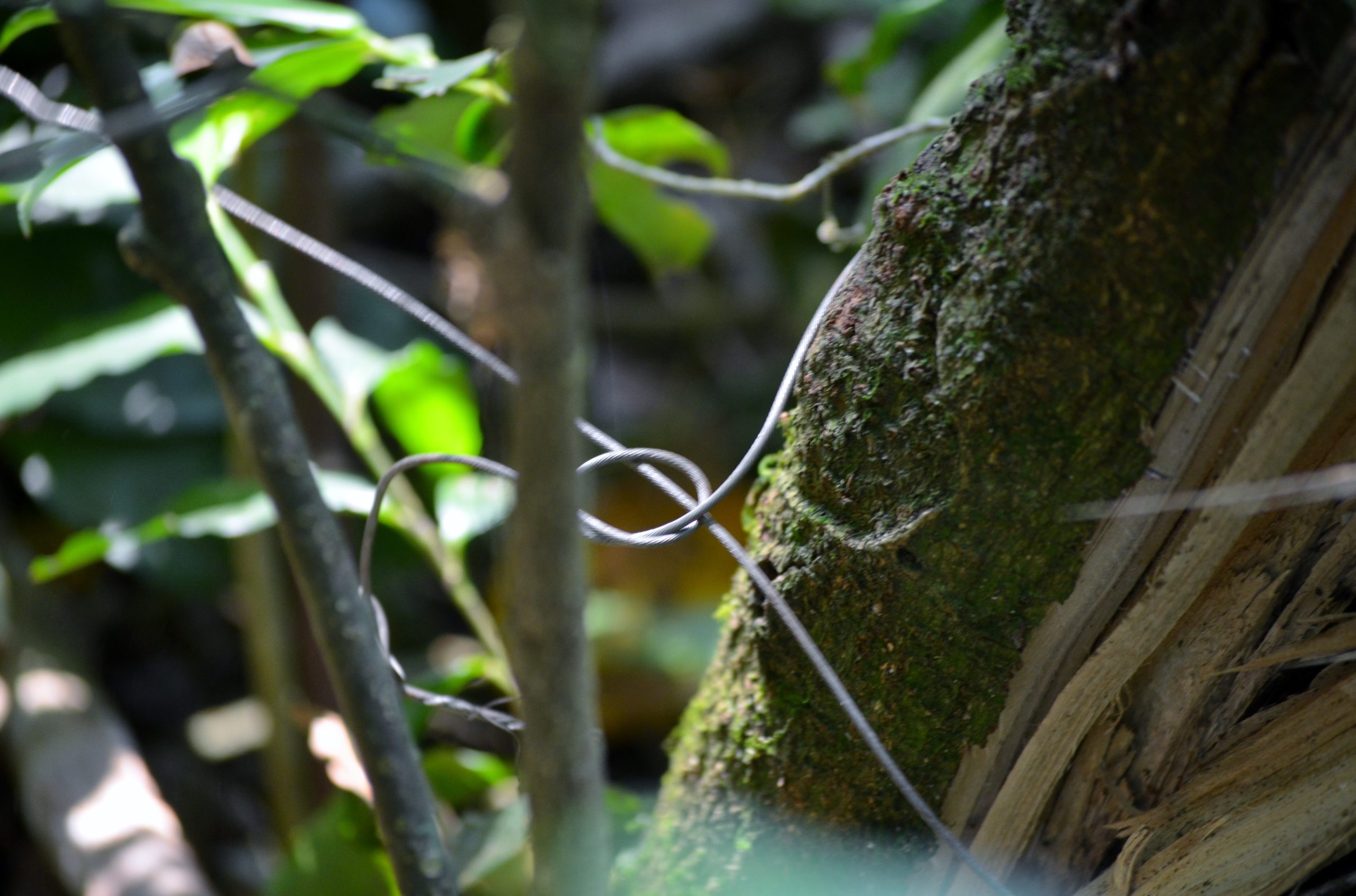 Schlingfalle / Kibale Snare Removal Projects / Kibale Forest NP / Feb.2016 / (c)DorisSchreyvogel