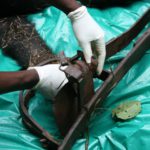 Eisenfalle Bulindi, JGI-Uganda 2010