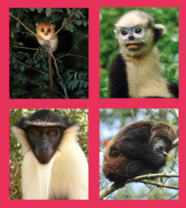 Auf der roten Liste der IUCN