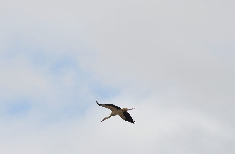 Hilfe für Klapperstorch