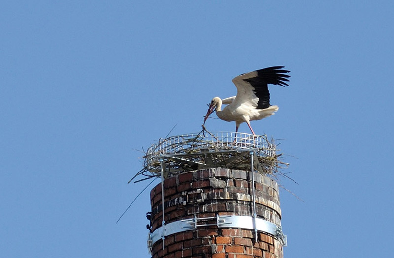Hilfe für Klapperstorch