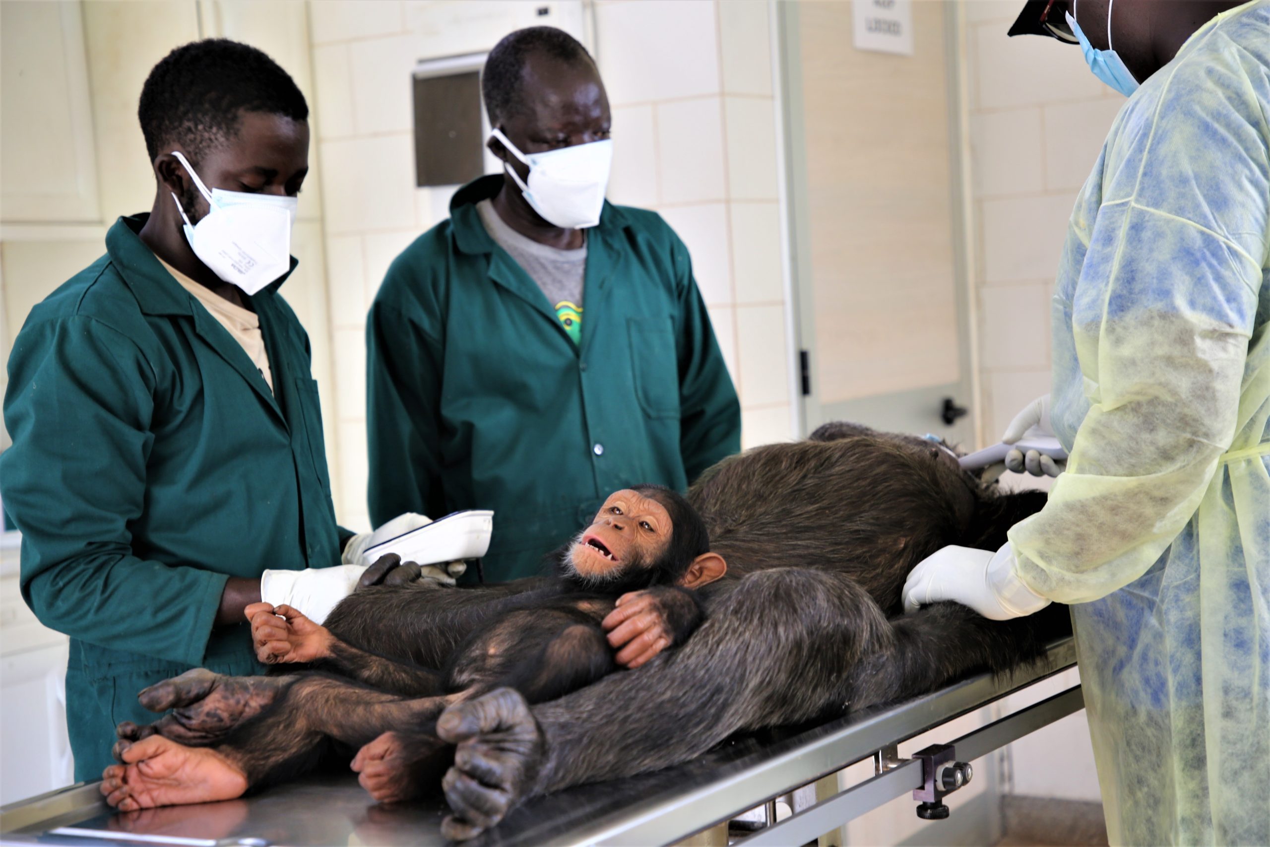 Tam Tams Gesundheitscheck auf Ngamba Island