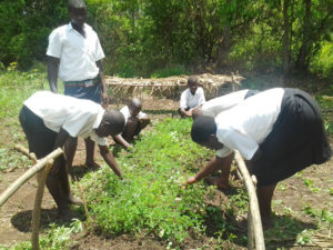 Bäume pflanzen in Uganda
