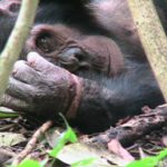 Weibchen mit verl. HAnd, JGI-Uganda 2010