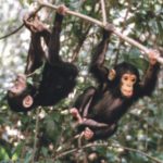 jungeChimps