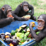 size_550x415_chimps_eaiting_LR_WM