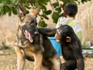 Schäferhund Tango beschützte seine Freunde