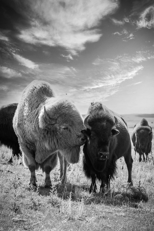Zwei Bisons in Kanada. Foto: Manfred Baumann.