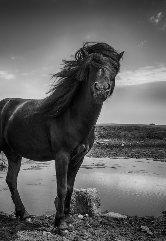Pferd mit im Wind wehender Mähne in Irland. Foto: Manfred Baumann.