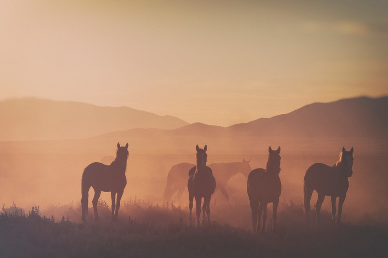 Mustangs im warmen Licht des Sonnenaufgangs in Nevada. Foto: Manfred Baumann.